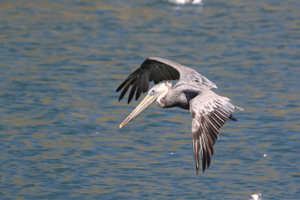 istock brown pelican (Pelecanus occidentalis) CA USA 936945728
