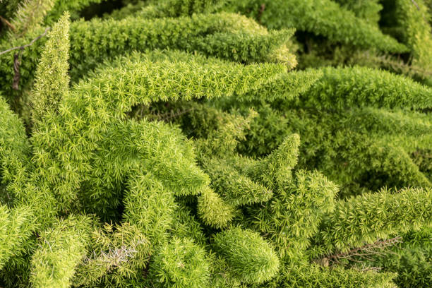 istock Asparagus plant  Madiera 936952420
