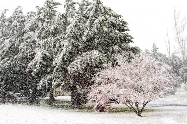 istock Snow Scenes during Blizzard of Trees 936953016