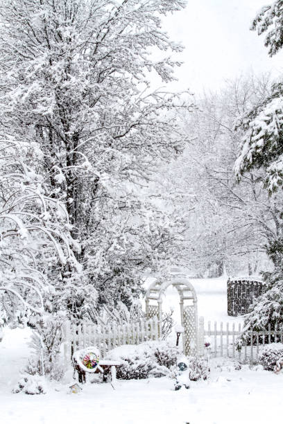 istock Snow Scenes during Blizzard of Trees 936953100