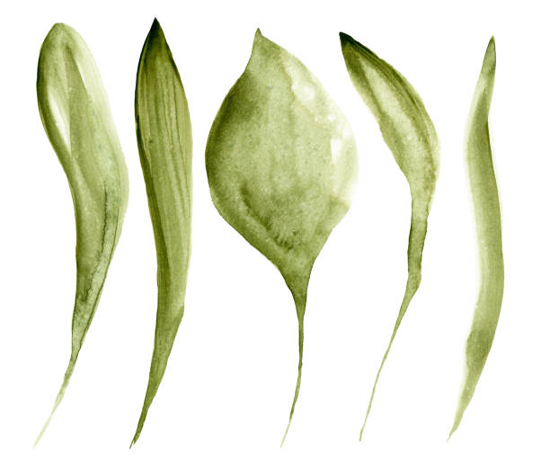 Watercolor Painting, Acrylic Painting, Drawing - Activity, Painted Image, Watercolor Paints, Watercolor Leaves