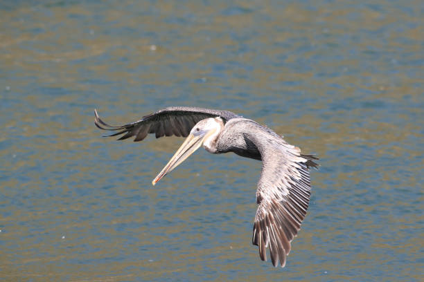 istock brown pelican (Pelecanus occidentalis) CA USA 936961540