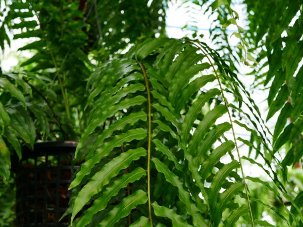 istock Dark Green Fern Leaves 936961694