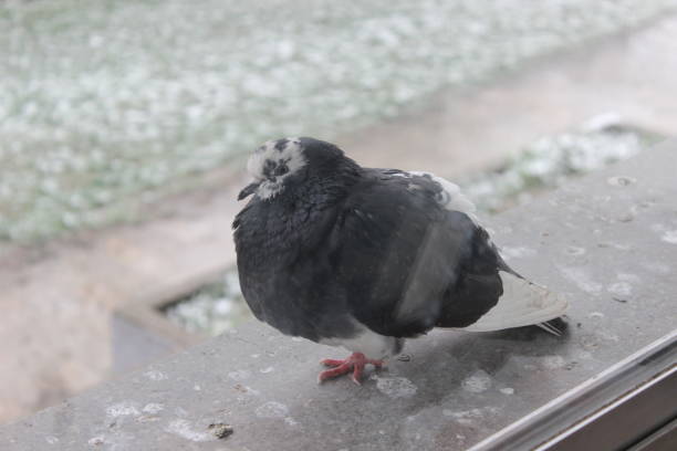 istock Pigeon on window in winter 936962662