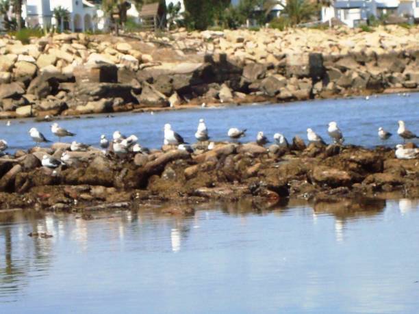 istock MARINABLANCA/LAMRISSA/DAR BOUAZZA/MOROCCO 936963030