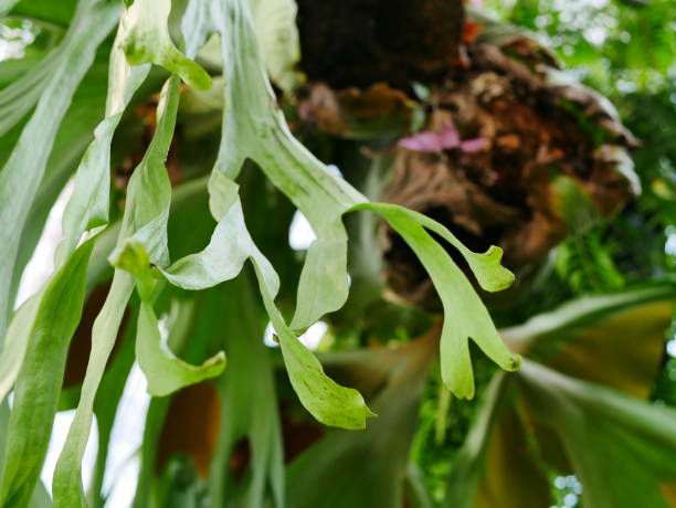 istock Staghorn Fern. Popular Deer Antler 936965664