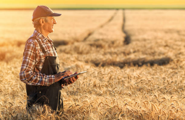 istock Farmer examinig wheat field status with digital tablet 936965768