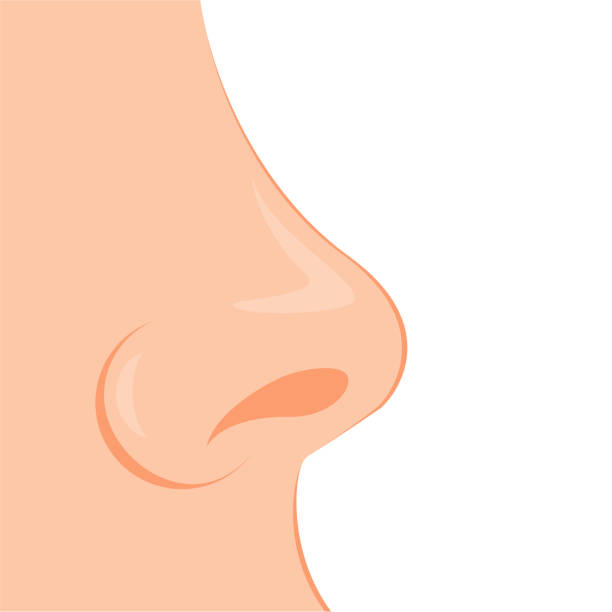 ilustrações, clipart, desenhos animados e ícones de órgão do olfato humano, nariz. biologia, anatomia do homem e de órgãos humanos, corpo. nariz, parte do corpo - nose job illustrations