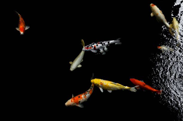 istock Koi swimming in a water garden,Colorful koi fish 936966414