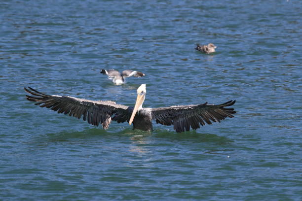 istock brown pelican (Pelecanus occidentalis) CA USA 936967354