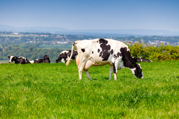 paesaggio rurale inglese con al pascolo holstein bestiame frisone - bestiame bovino di friesian foto e immagini stock
