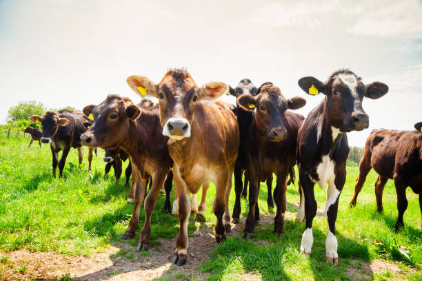 istock Ayreshire cattle at pasture in Southern England UK 936971962