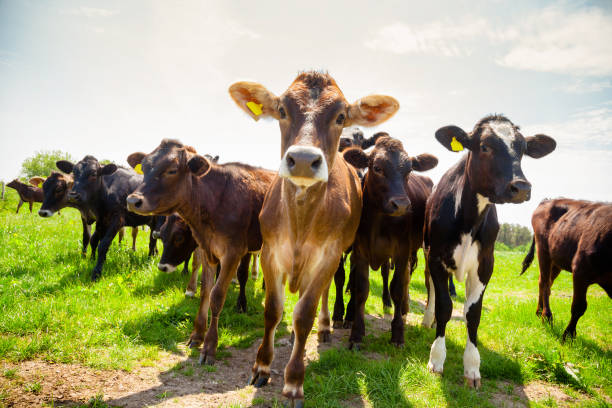 Ayreshire cattle at pasture in Southern England UK Ayreshire calves at a pasture in rural Sussex, Southern England, UK south east england stock pictures, royalty-free photos & images