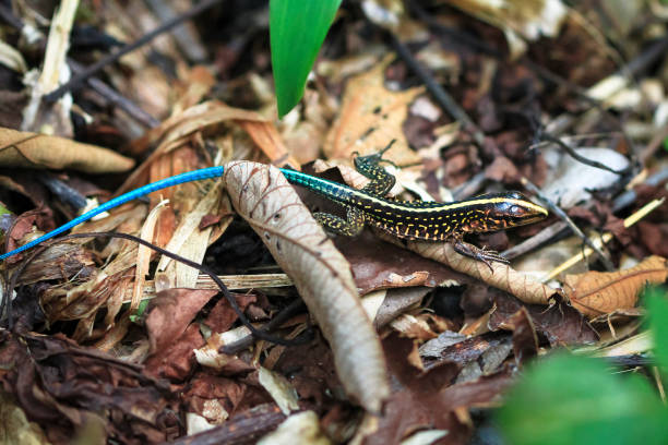 istock Central American Whiptail in Costa Rica 936978200