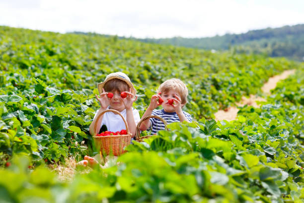 istock Two little sibling boys on strawberry farm in summer 936982588