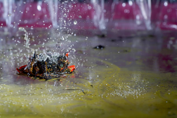 Imaginative sculptures of water droplets in high speed