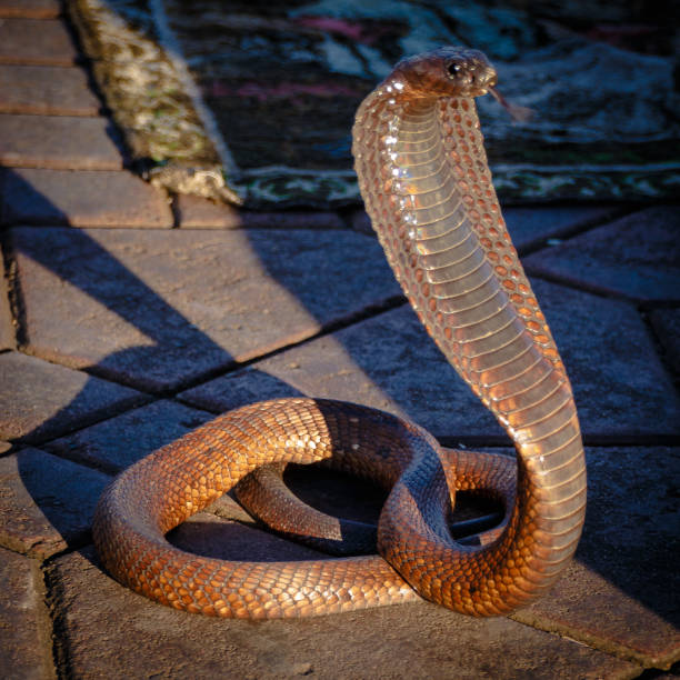 istock Portrait of a king cobra 936983126