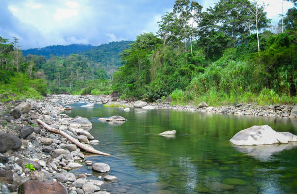 istock Cariei River and Jungle Scenery in Costa Rica 936983190