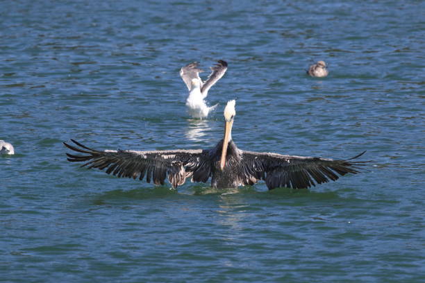 istock brown pelican (Pelecanus occidentalis) CA USA 936983490