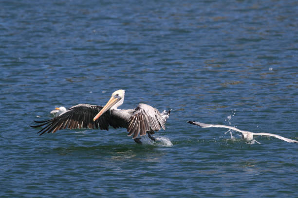 istock brown pelican (Pelecanus occidentalis) CA USA 936983858