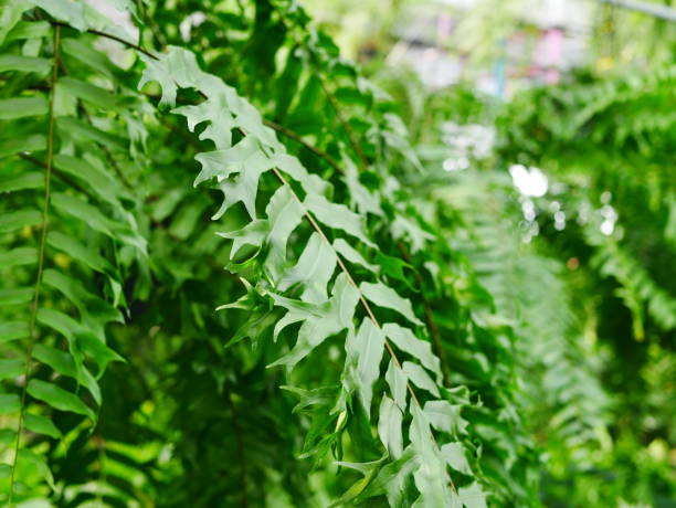 istock Green Fern Leaves 936983930