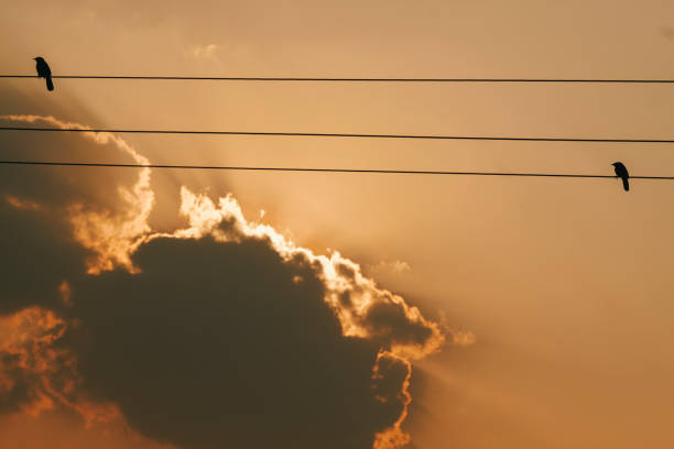 Indian Myna on cable on evening sunset, India