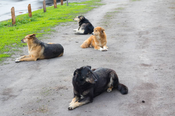 istock Flock of stray dogs is resting on the road 936986184