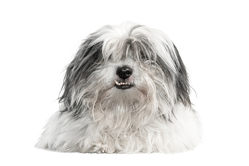 Portrait of a cute and funny long haired pet dog, looking at camera. Pretty Shih Tzu mongrel isolated on white.
