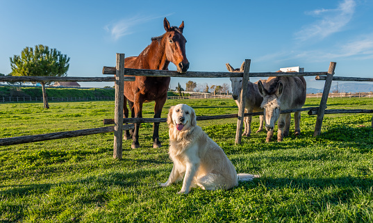 Golden Retriever with Horse and Donkeys