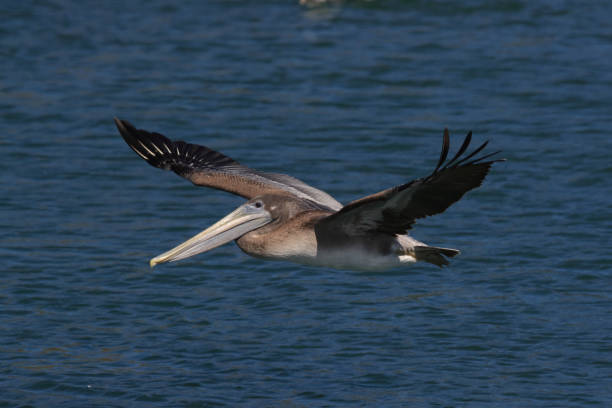 istock brown pelican (Pelecanus occidentalis) CA USA 936990782