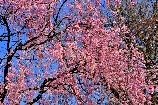 Cherry blossom season with various cherry trees in full bloom in Ueno Park, Tokyo, Japan.