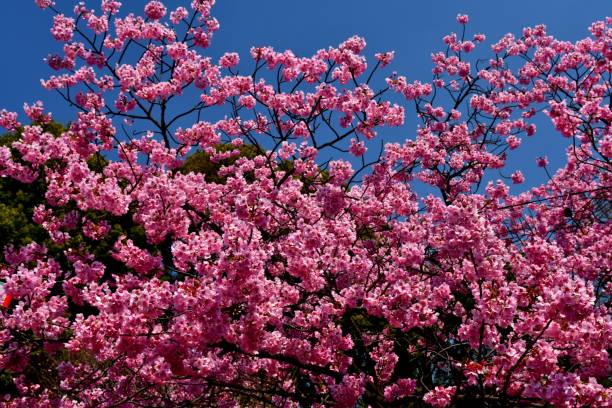istock Cherry Blossoms in Ueno Park, Tokyo 936992466