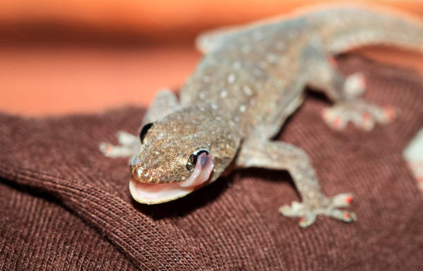 istock Common House Gecko Licking Its Eye in Costa Rica 936992494