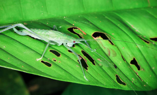 istock Katydid With Long Antennae in Costa Rica 936994610