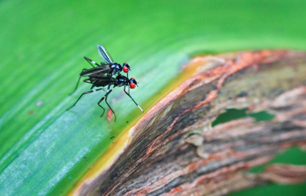istock Flies Mating in Costa Rica 936995286