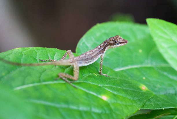istock Slender Anole in Costa Rica 936995682