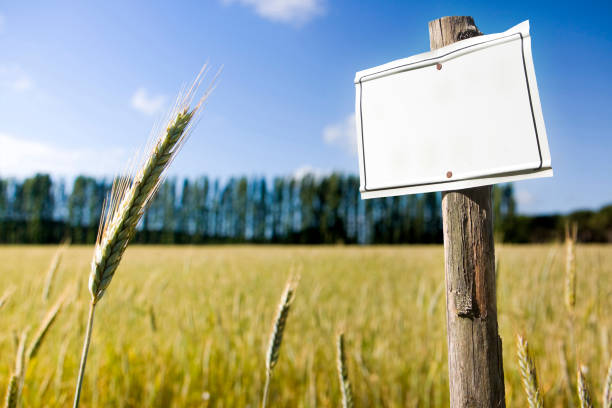 istock Wooden blank sign indicating against a corn field - image with copy space 936995742