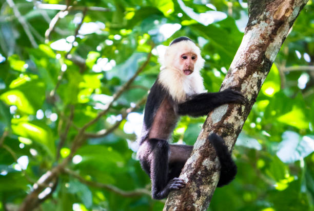 istock White-faced Capuchin Monkey Climbing a Tree in Costa Rica 936995952