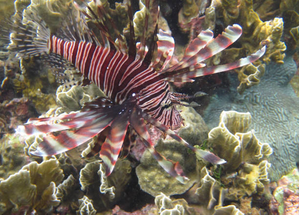 lionfish underwater in costa rica - dorsal fin imagens e fotografias de stock