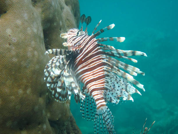 lionfish underwater in costa rica - dorsal fin imagens e fotografias de stock