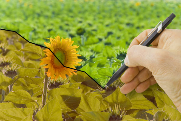 istock Hand drawing a graph about harvest of sunflowers - concept image 936996032