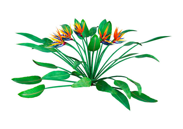 istock 3D illustration bird of paradise flower on white 936999206