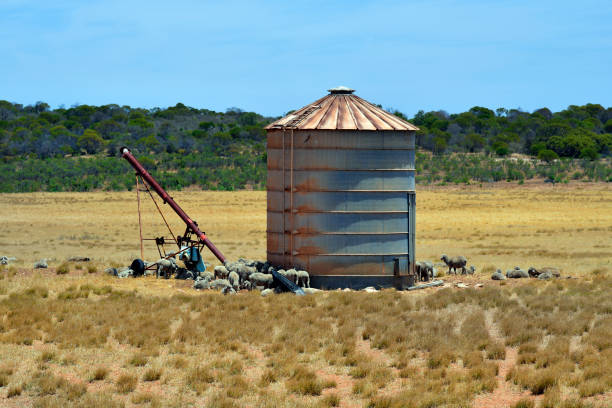 Australia, WA, flock of sheep around silo on pasture