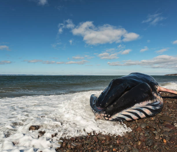 istock Deceased Male Humpback Whale 937002480