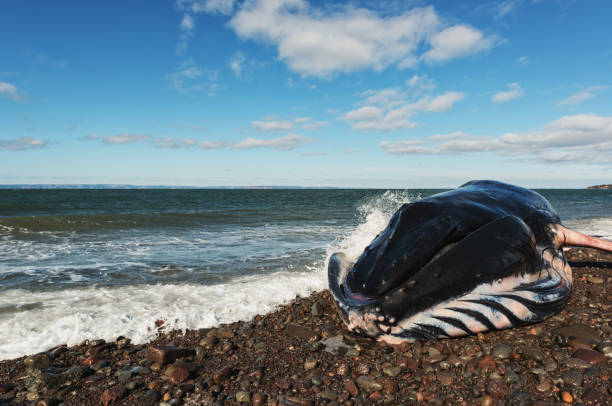 istock Deceased Male Humpback Whale 937002484