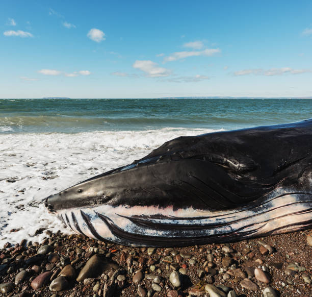 istock Deceased Male Humpback Whale 937002530
