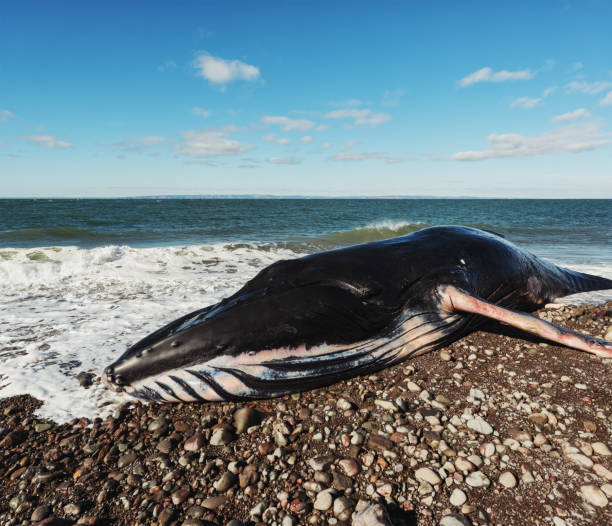 istock Deceased Male Humpback Whale 937002574
