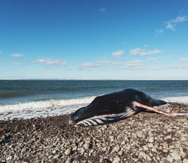 istock Deceased Male Humpback Whale 937002602
