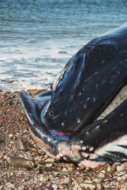 istock Deceased Male Humpback Whale 937002640