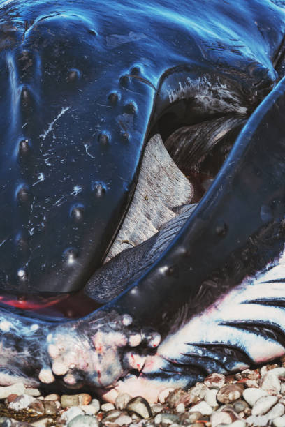 istock Deceased Male Humpback Whale 937002674